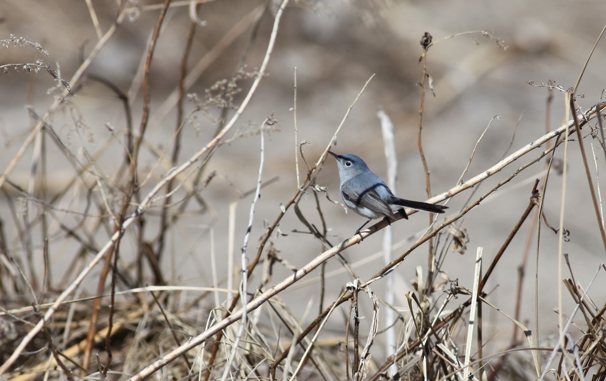 Blue-gray Gnatcatcher (caerulea) - ML155507731