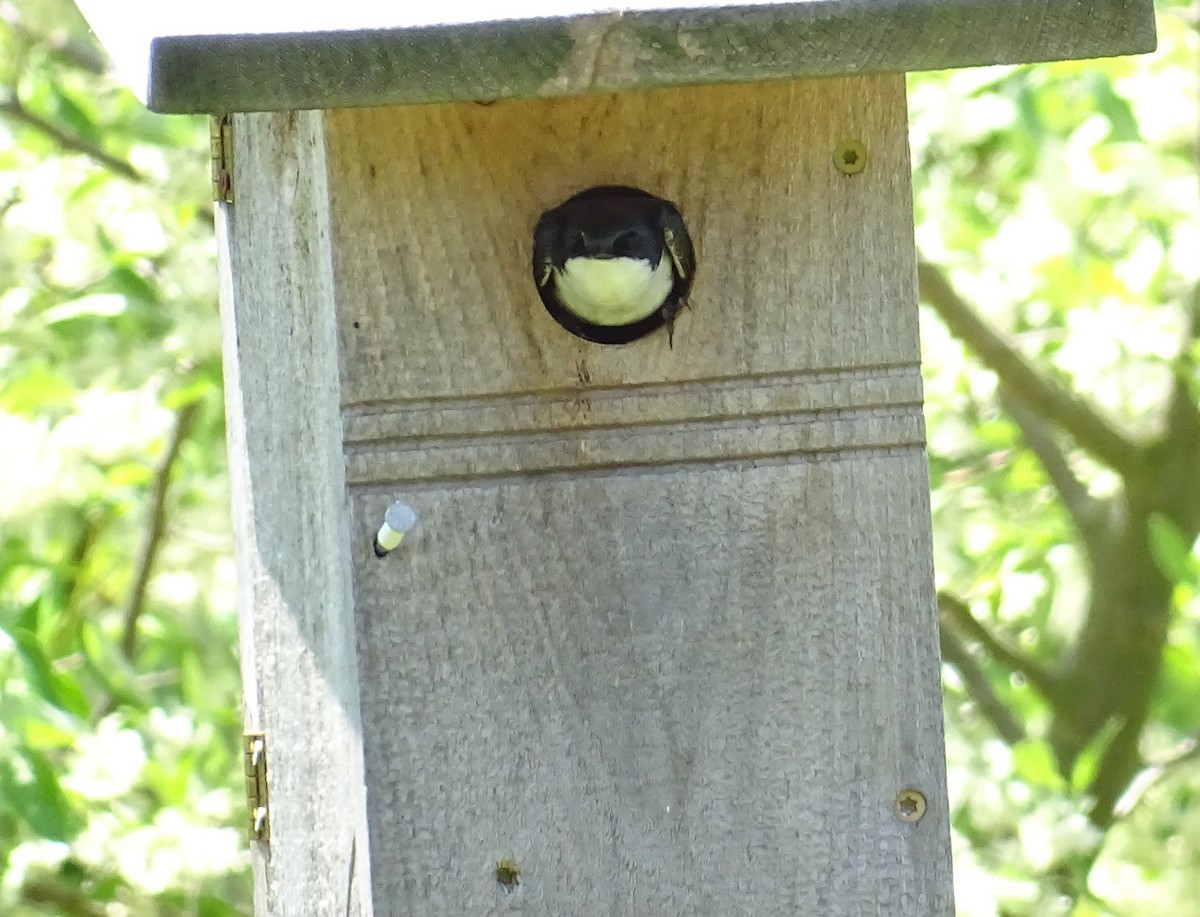 Tree Swallow - ML155507961