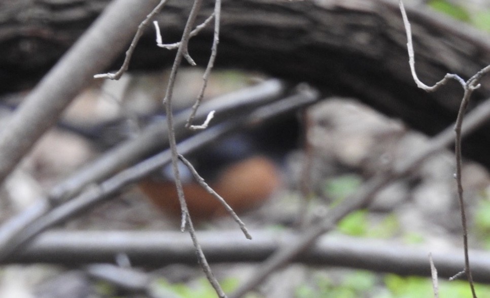 American Redstart - ML155507981