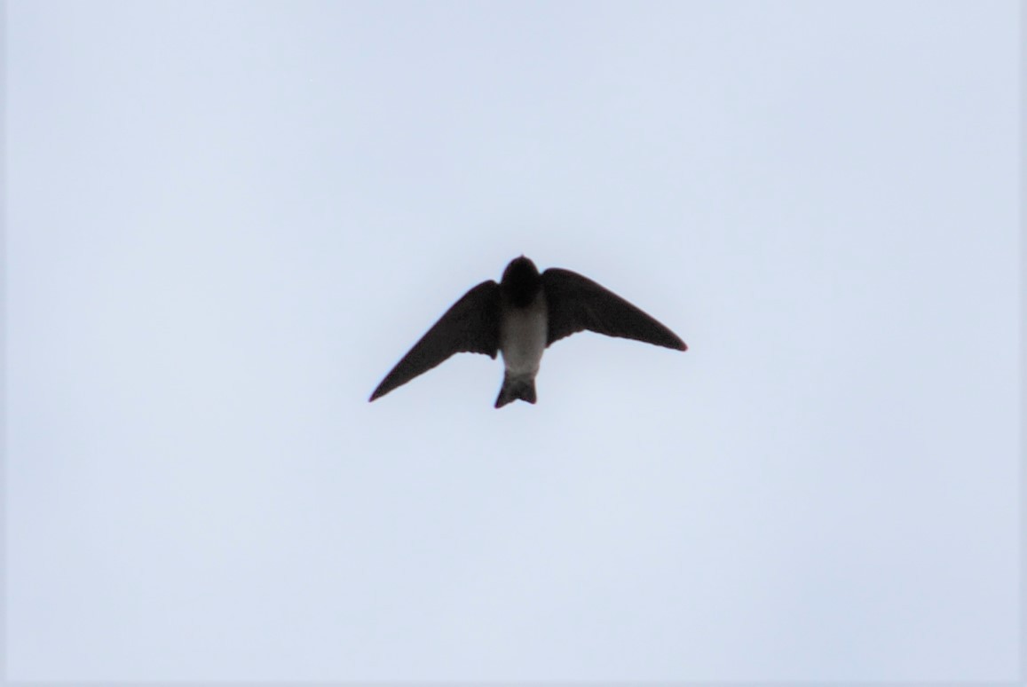 Northern Rough-winged Swallow - ML155508051