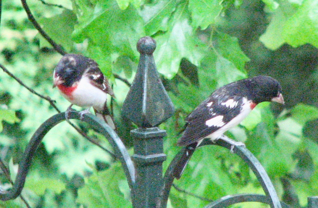 Rose-breasted Grosbeak - ML155508931