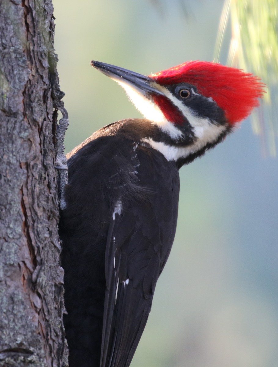 Pileated Woodpecker - ML155509391