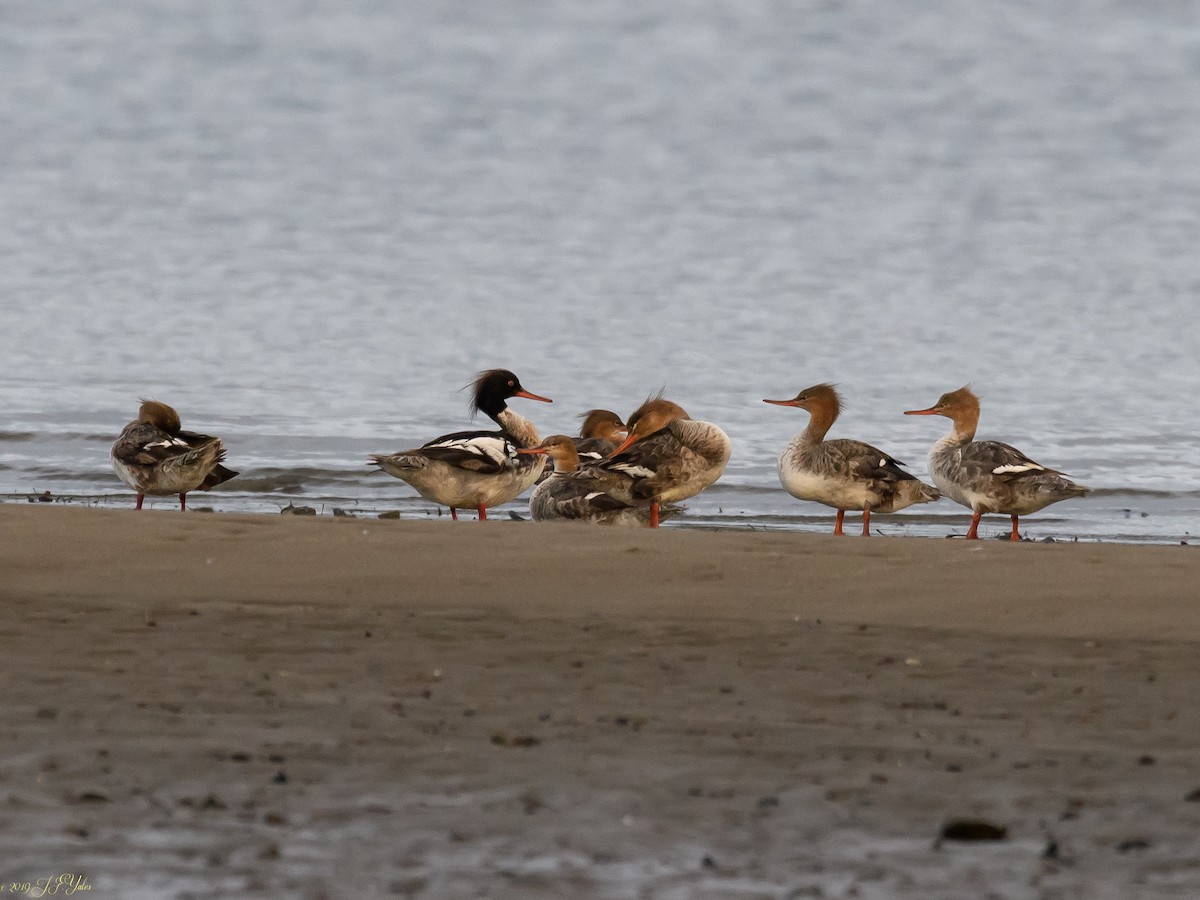 Red-breasted Merganser - Jim Yates