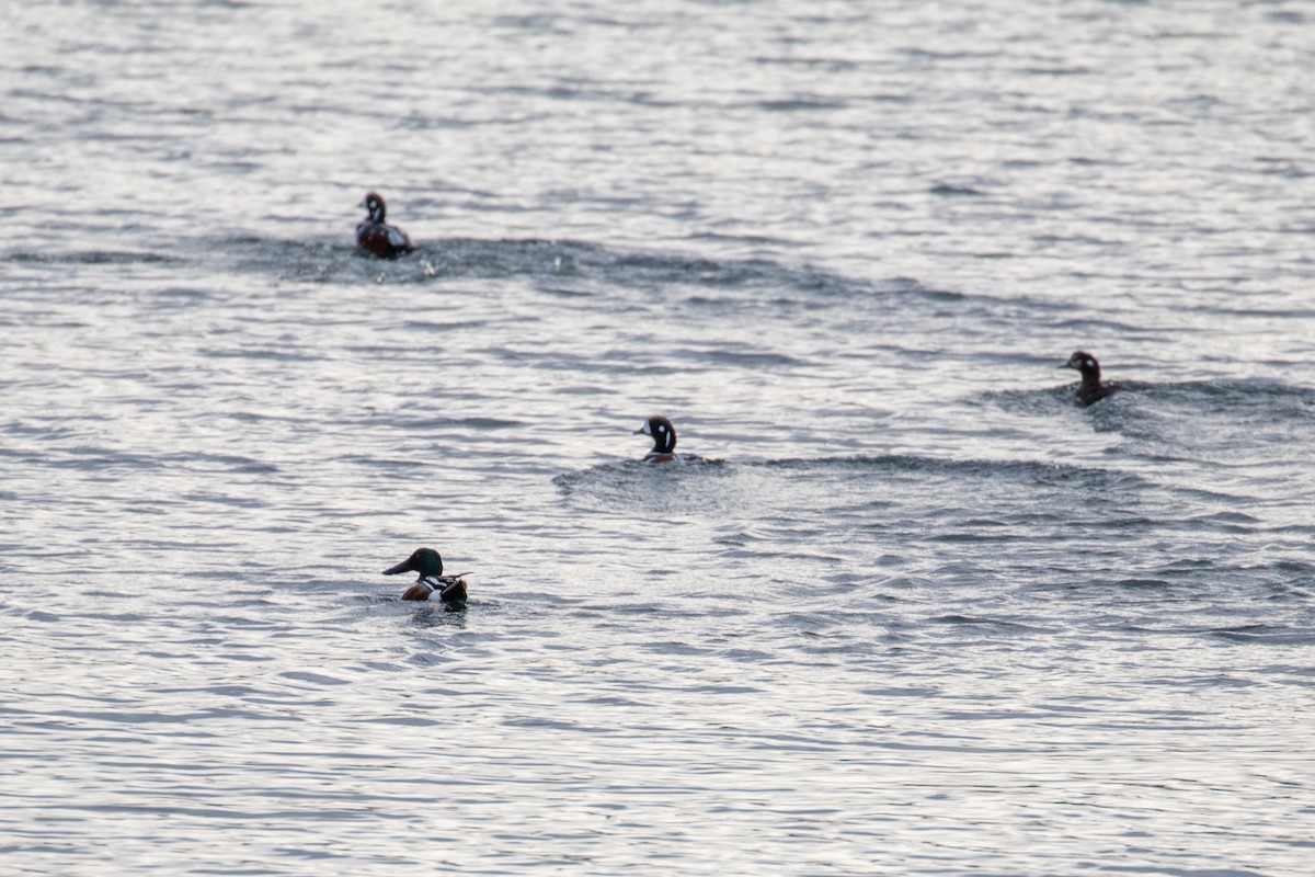 Northern Shoveler - ML155511041