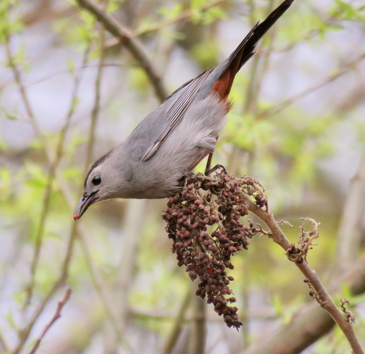 Gray Catbird - Randy Bumbury