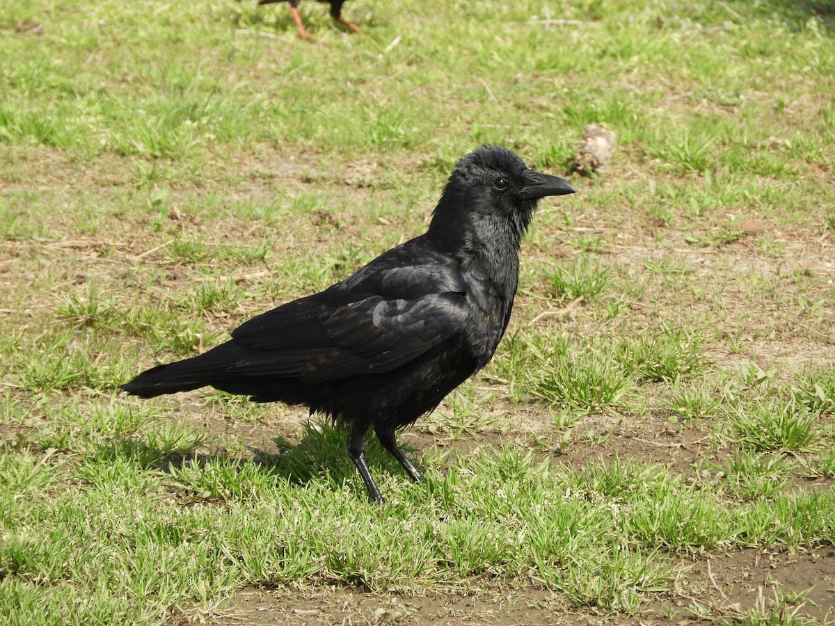 Fish Crow - ML155515691