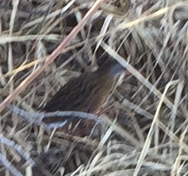 Virginia Rail - ML155516121