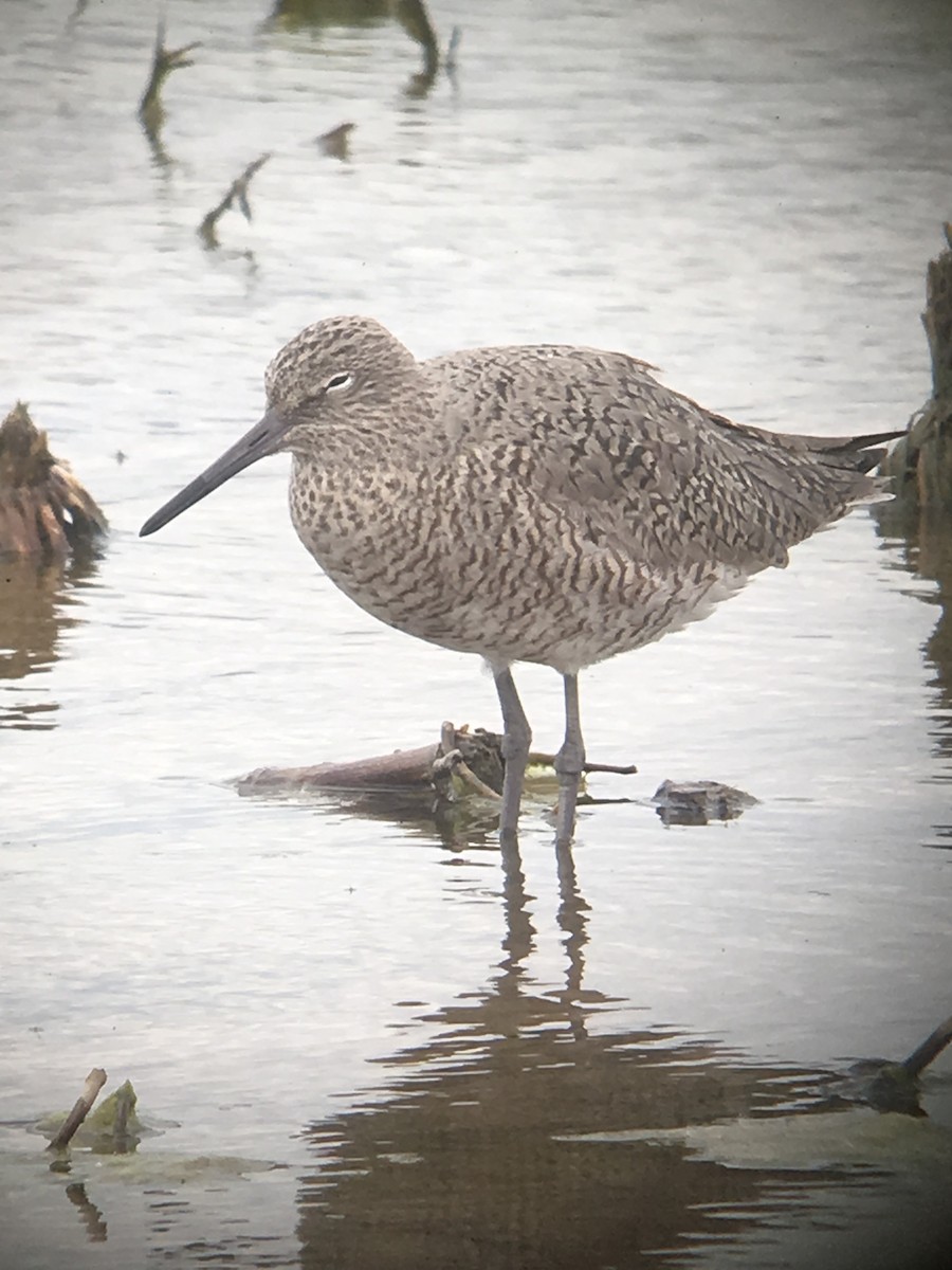 Willet - ML155517841