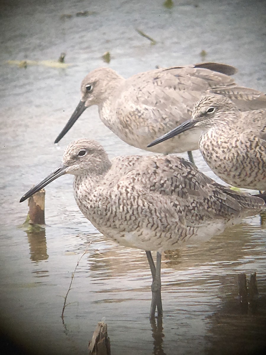 Willet - ML155518021