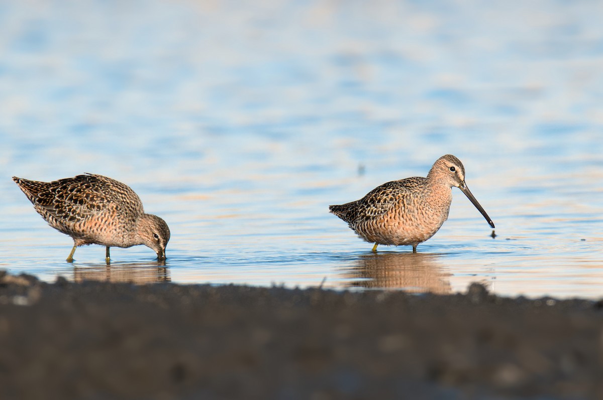 Short-billed/Long-billed Dowitcher - Dana Siefer