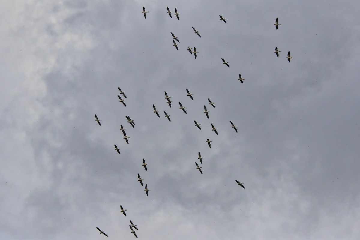 American White Pelican - ML155518821