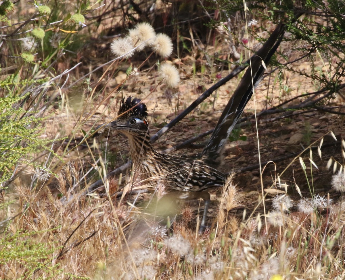 Greater Roadrunner - ML155521741