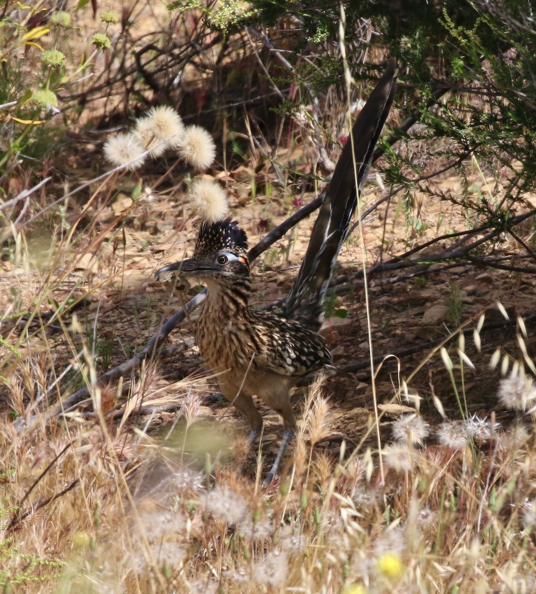 Greater Roadrunner - ML155521751