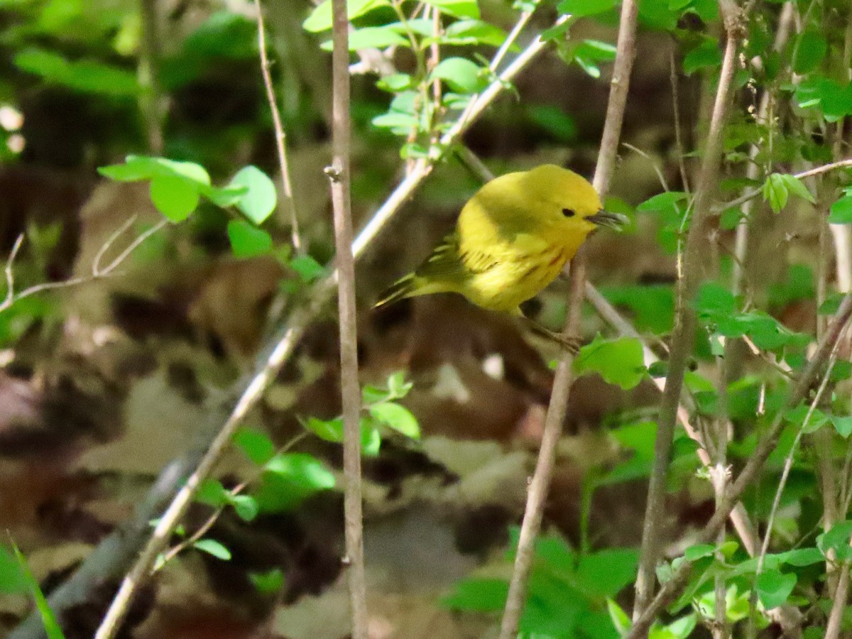 Paruline jaune - ML155523201