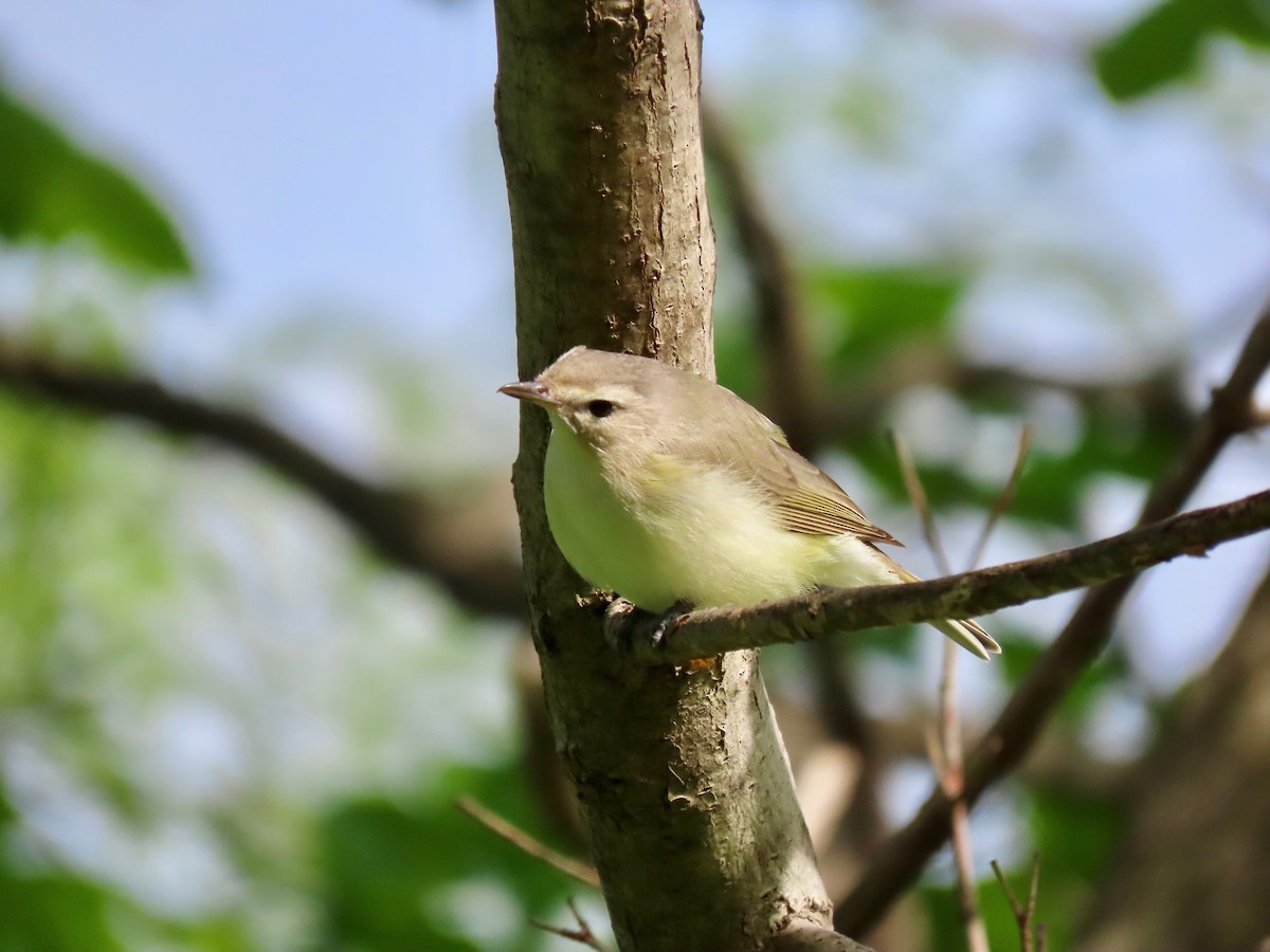 Warbling Vireo - Owen Krout