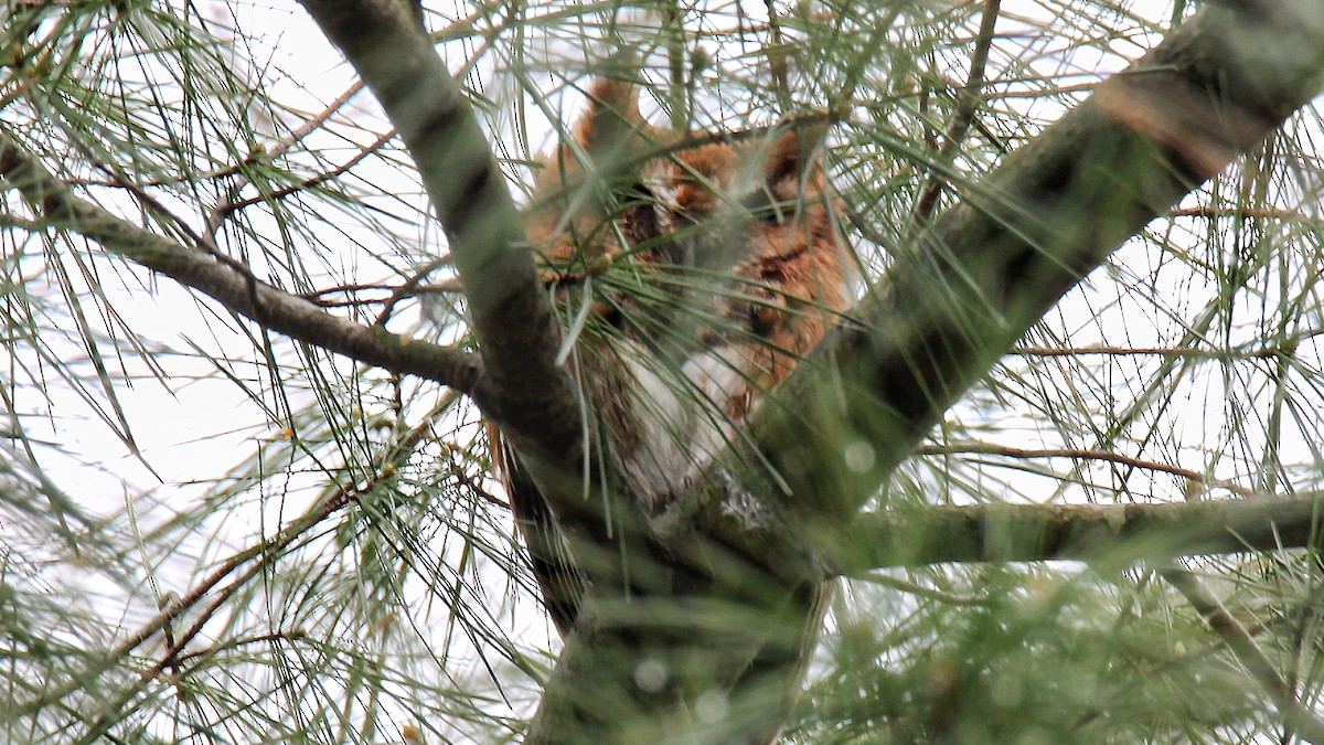 Eastern Screech-Owl - ML155523691