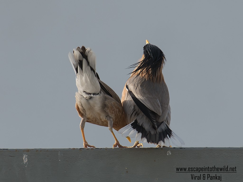 黑冠椋鳥 - ML155524041