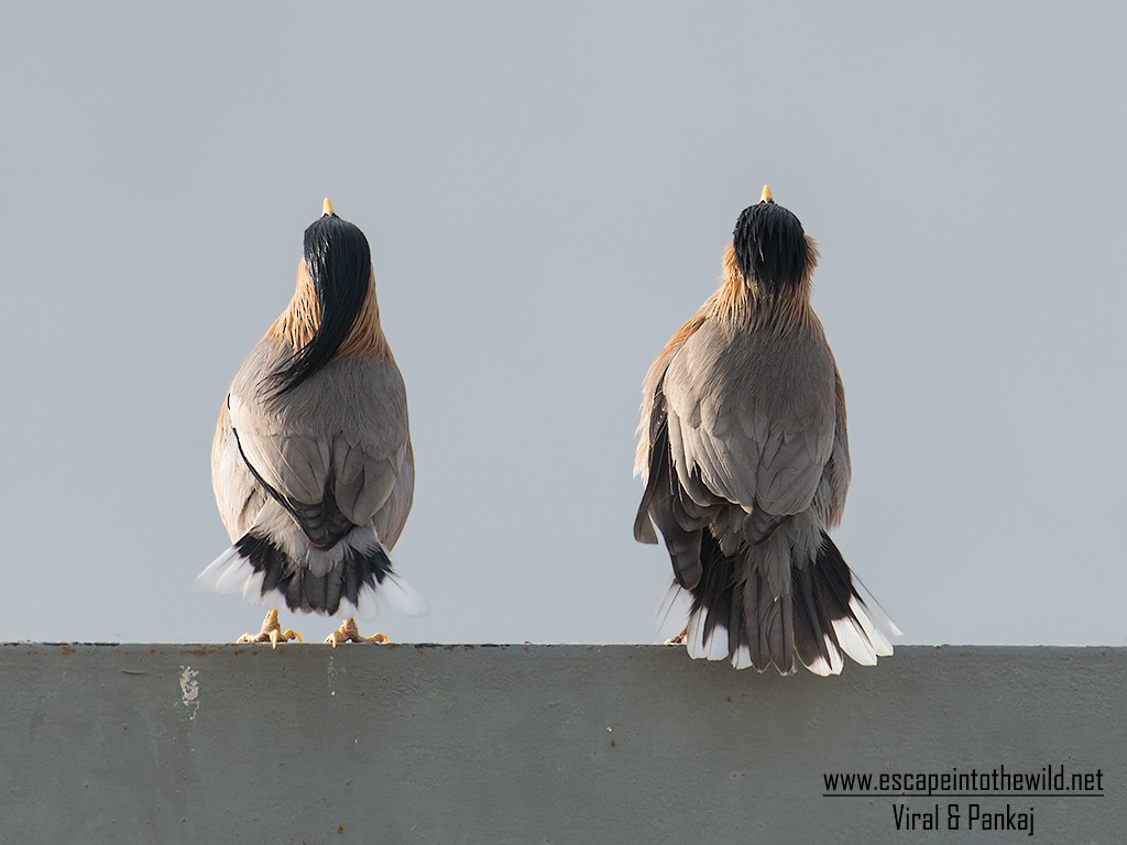 黑冠椋鳥 - ML155524081