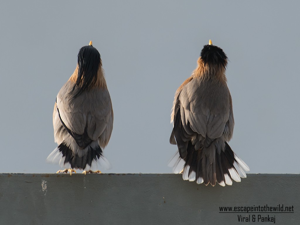 Brahminy Starling - ML155524101