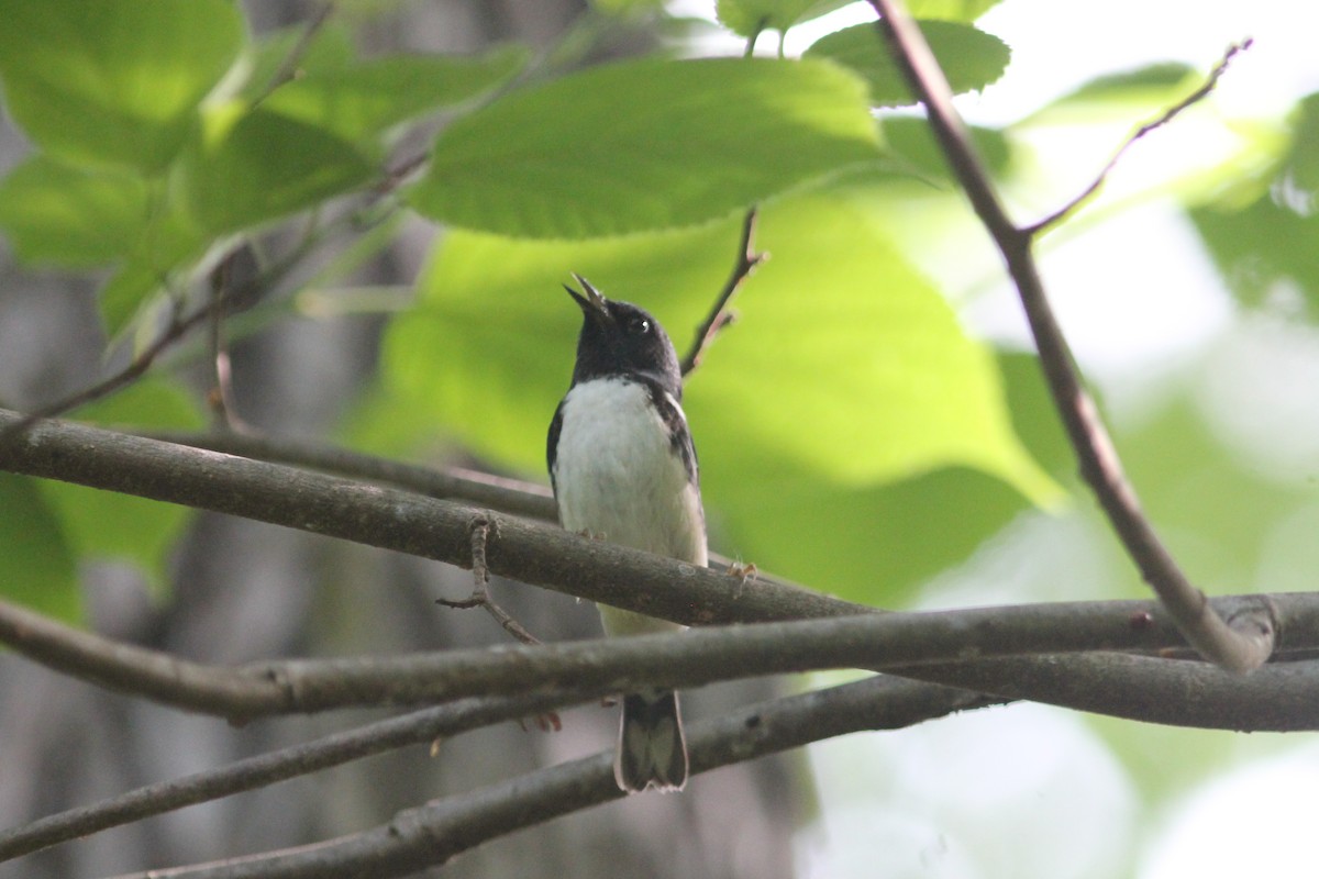 Black-throated Blue Warbler - ML155525461