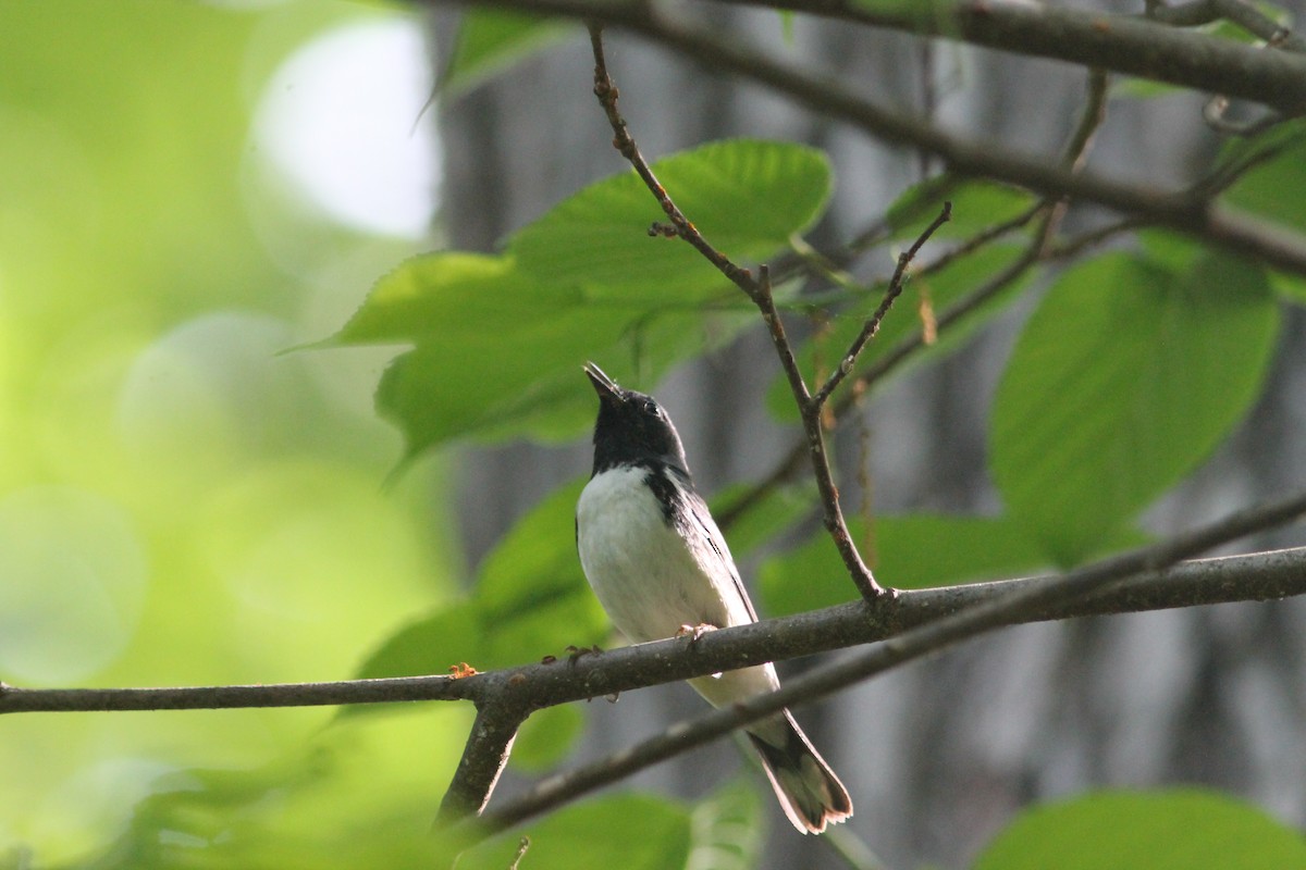 Black-throated Blue Warbler - Edward Landi