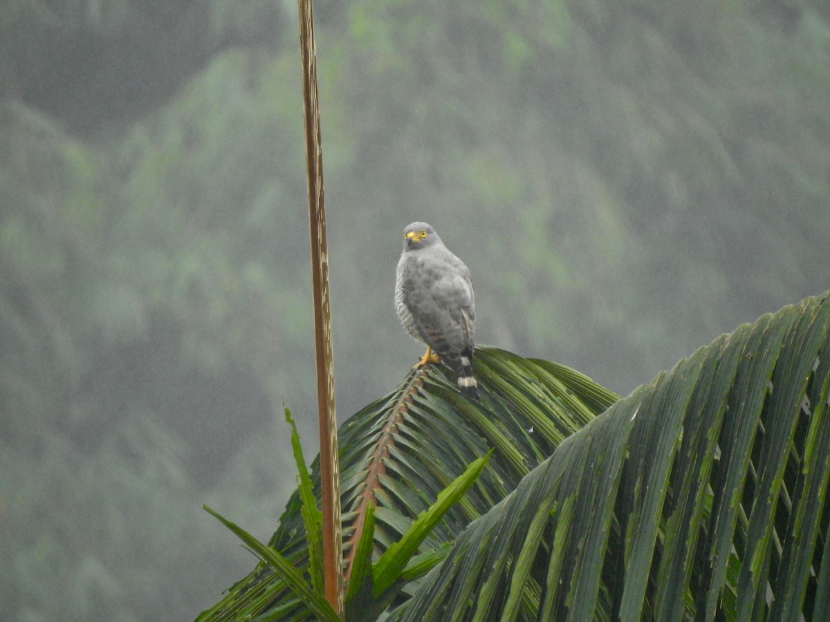 Roadside Hawk - ML155526481