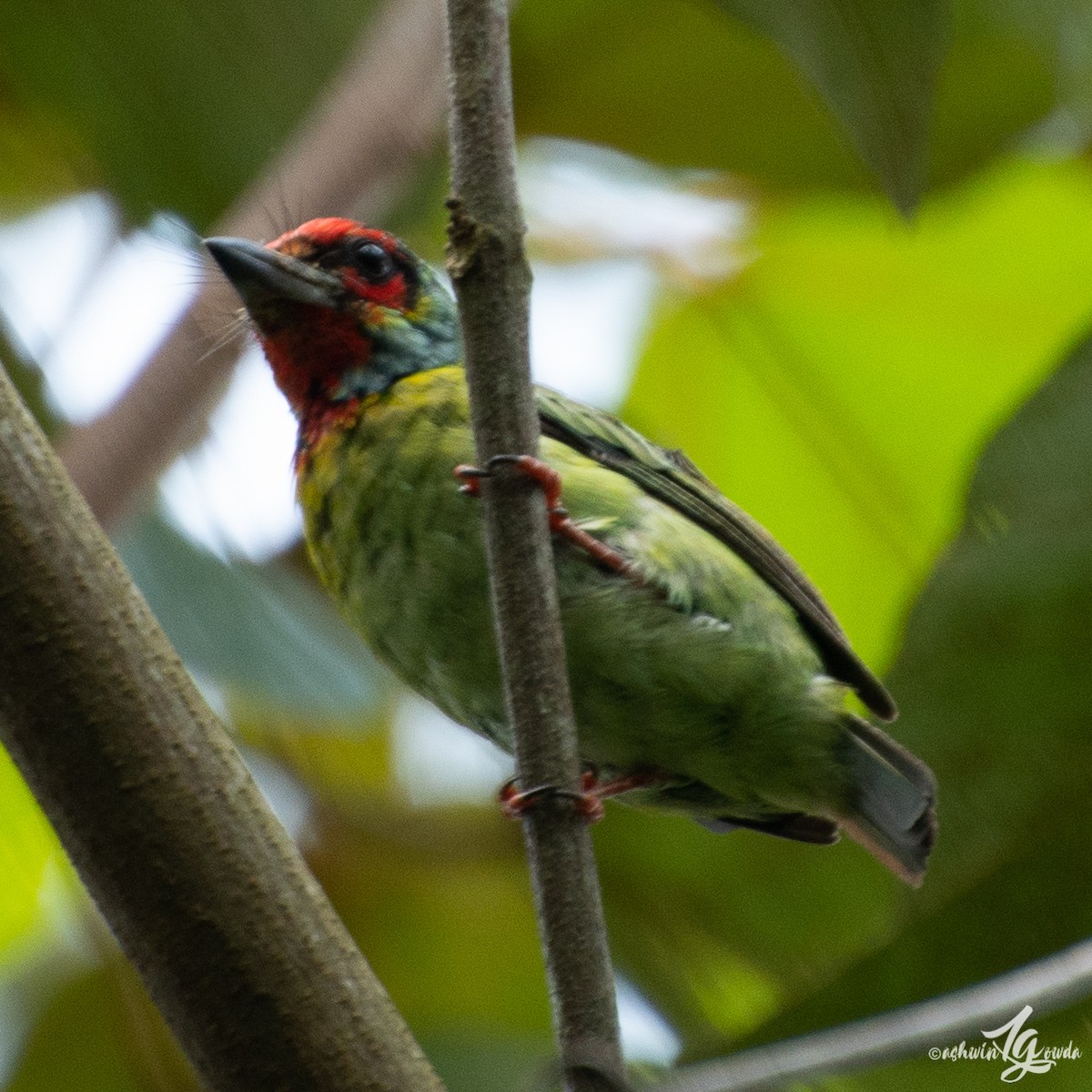 Malabar Barbet - ML155528631