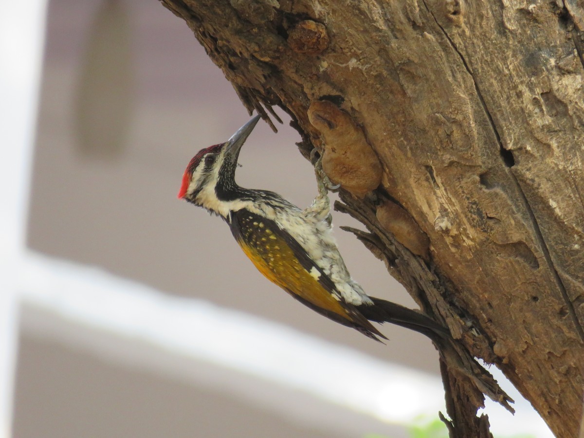 Black-rumped Flameback - ML155530221