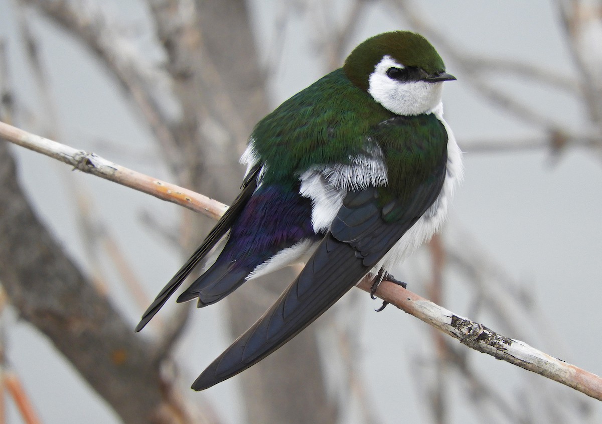 Violet-green Swallow - Ray Wershler