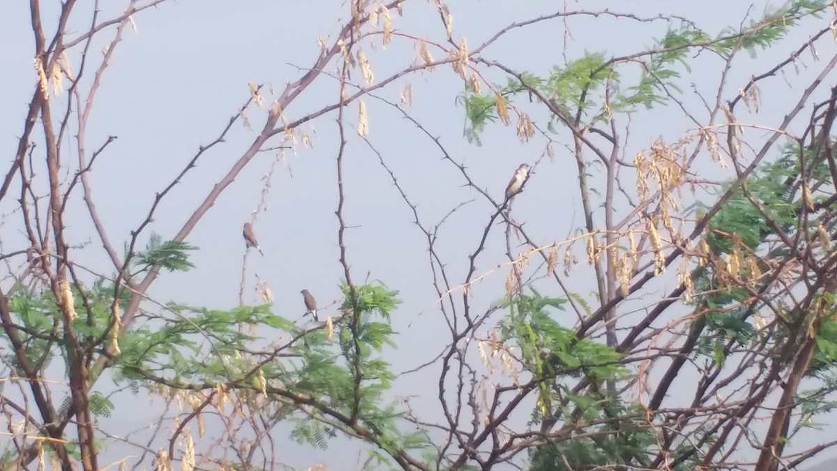 Indian Silverbill - ML155534971