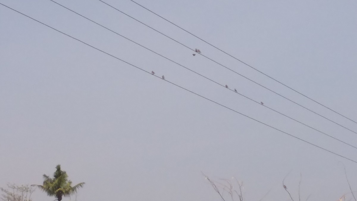 Indian Silverbill - ML155534981