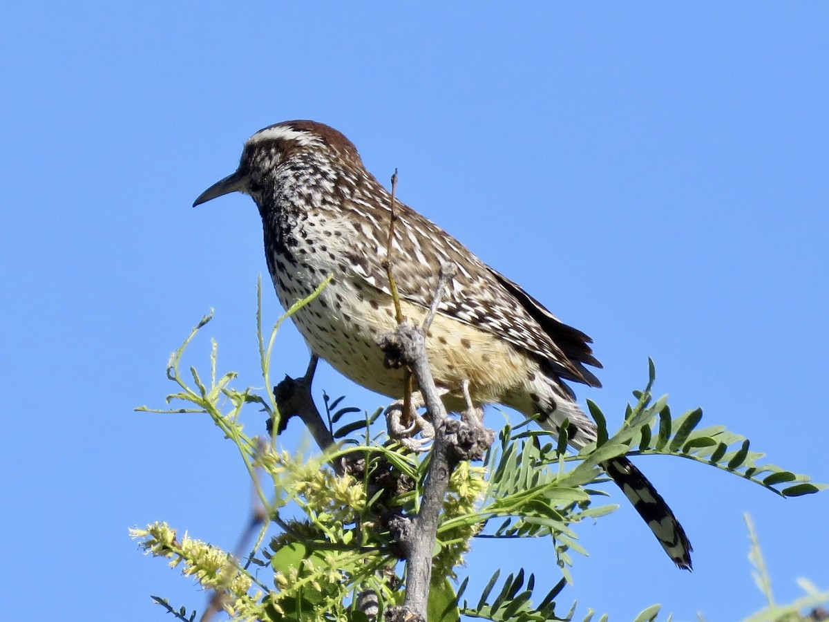 Cactus Wren - ML155537351