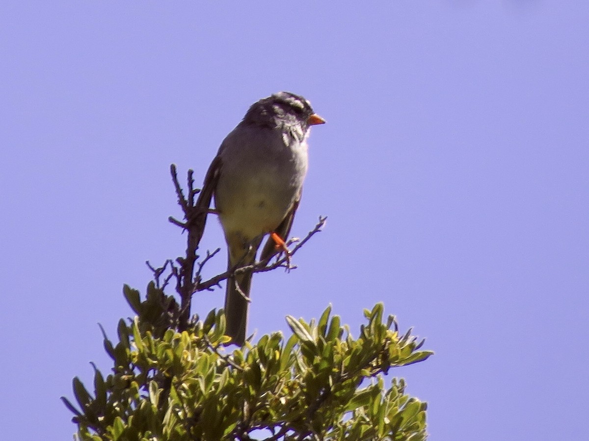 White-crowned Sparrow - Linda Parlee-Chowns