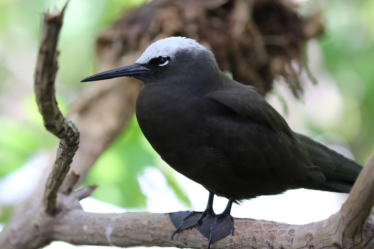 Black Noddy - Martin Allen