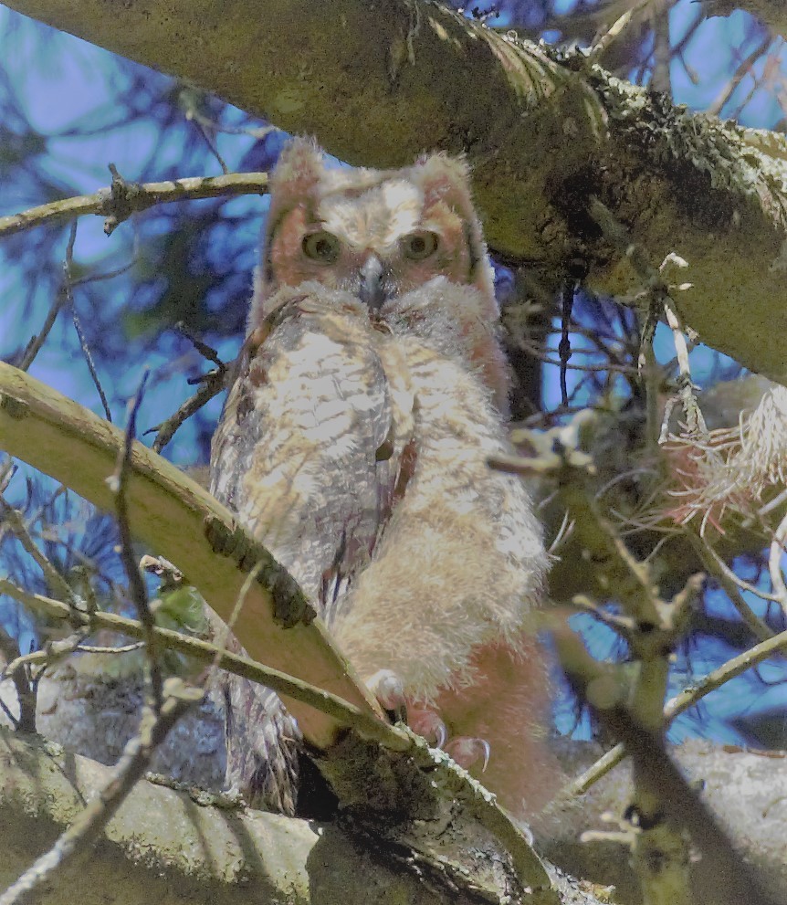 Great Horned Owl - ML155538371