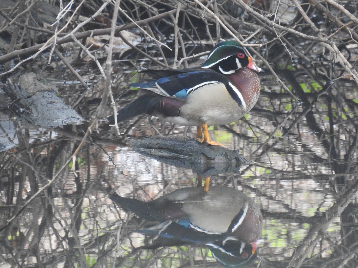 Wood Duck - ML155538391