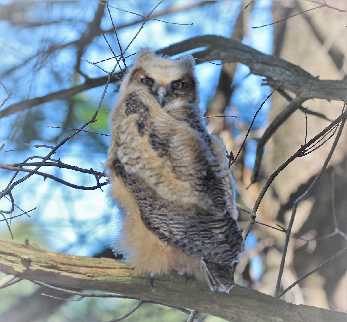 Great Horned Owl - ML155538401
