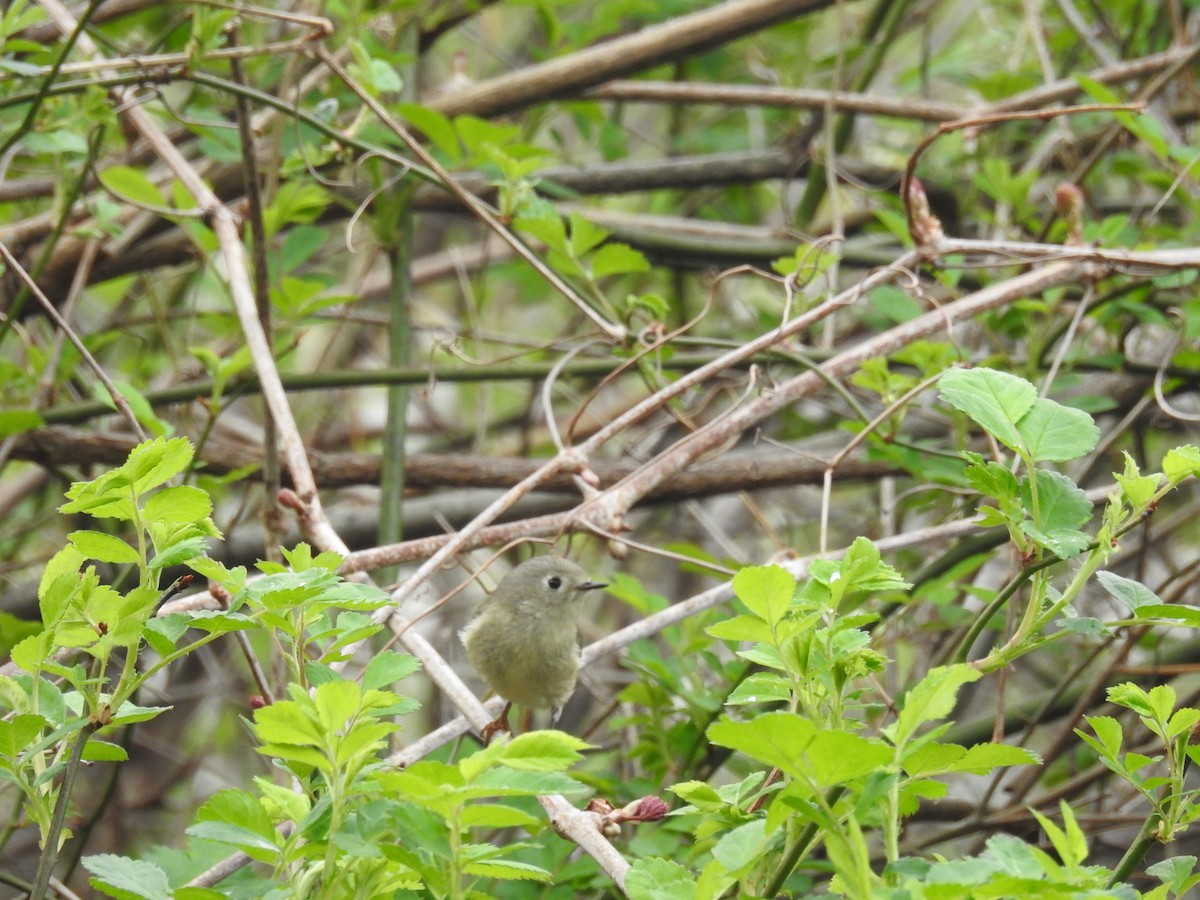 Ruby-crowned Kinglet - ML155538731