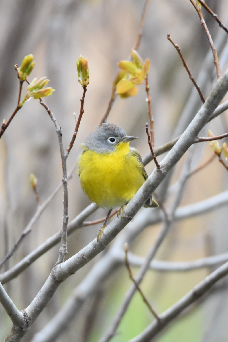 Nashville Warbler - Anne Hughes