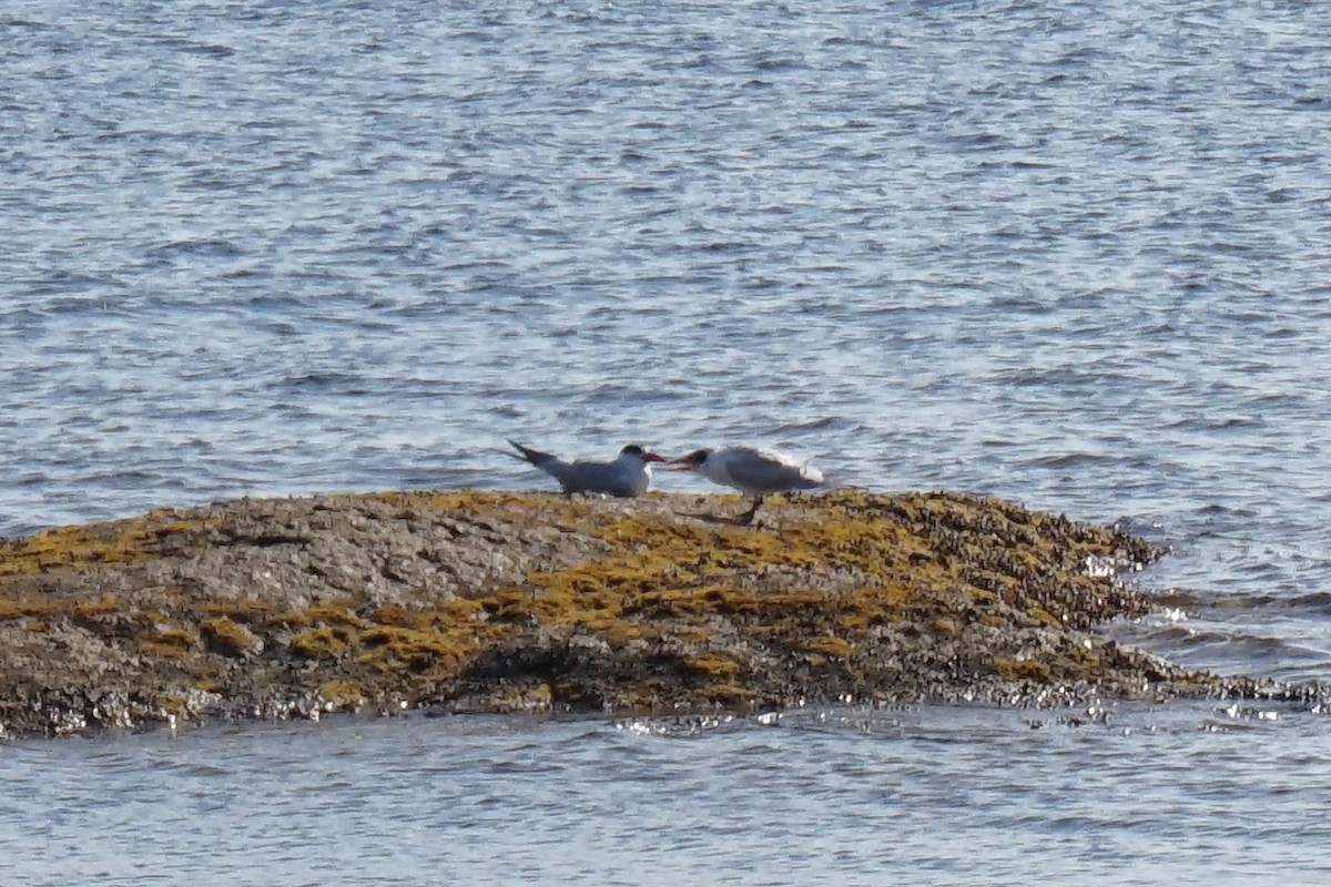 Caspian Tern - ML155543451