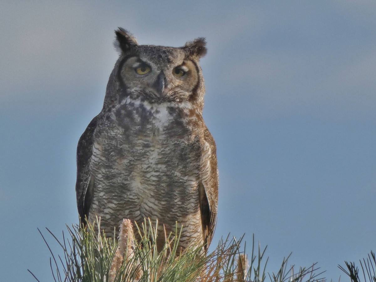 Great Horned Owl - ML155544111