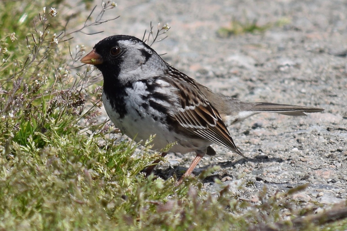 Harris's Sparrow - Anne Toews