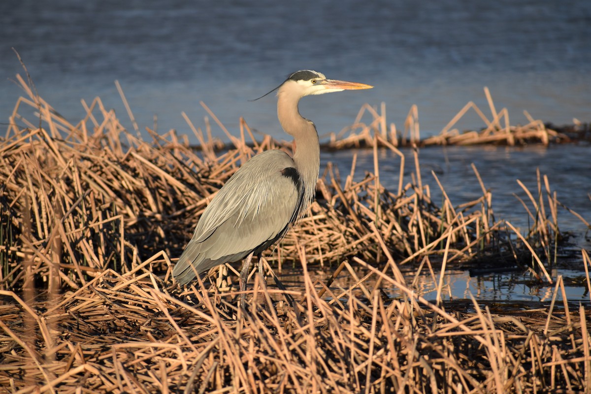 Great Blue Heron - ML155547091