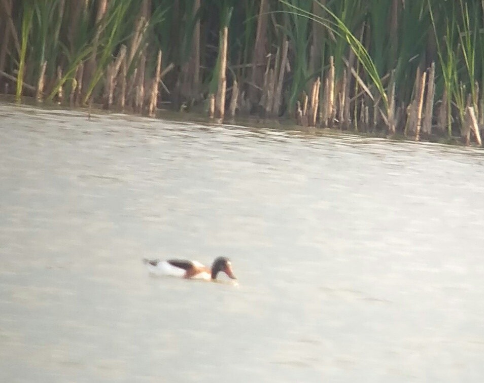 Common Shelduck - ML155547591