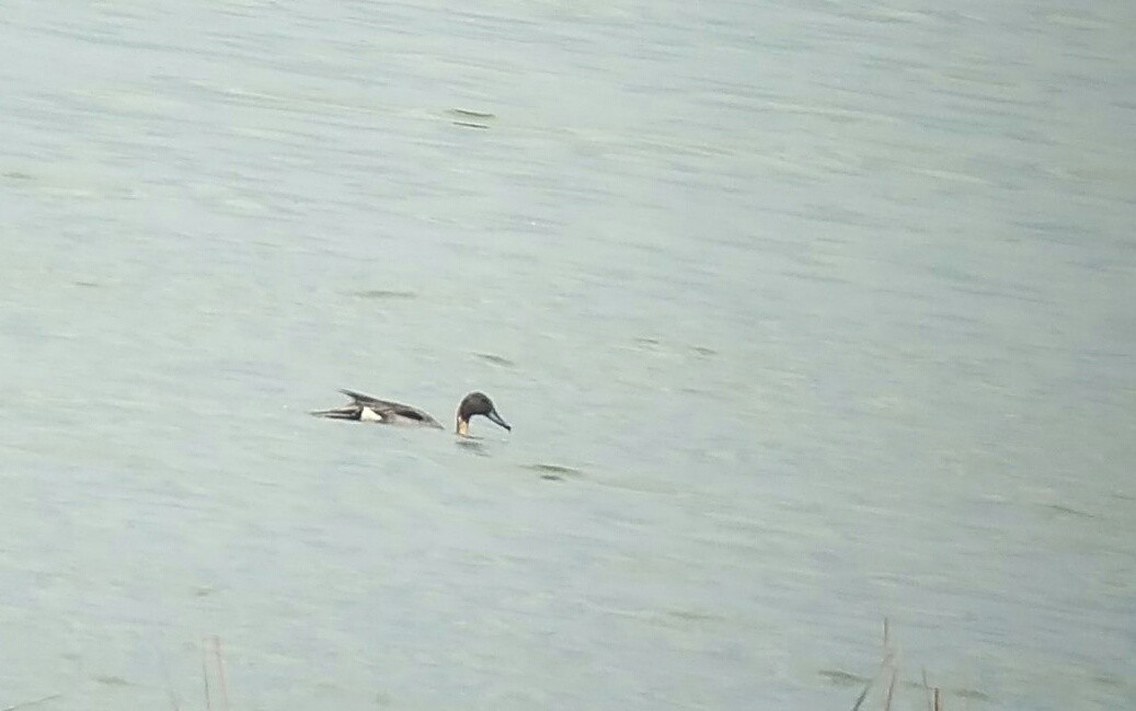 Northern Pintail - ML155547621