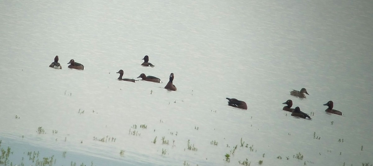 Ferruginous Duck - ML155547631