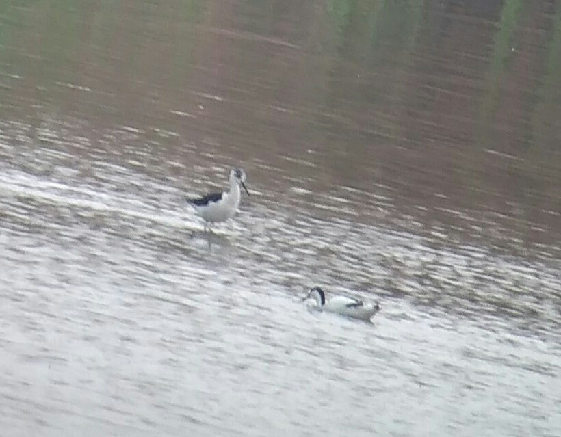 Black-winged Stilt - ML155547711