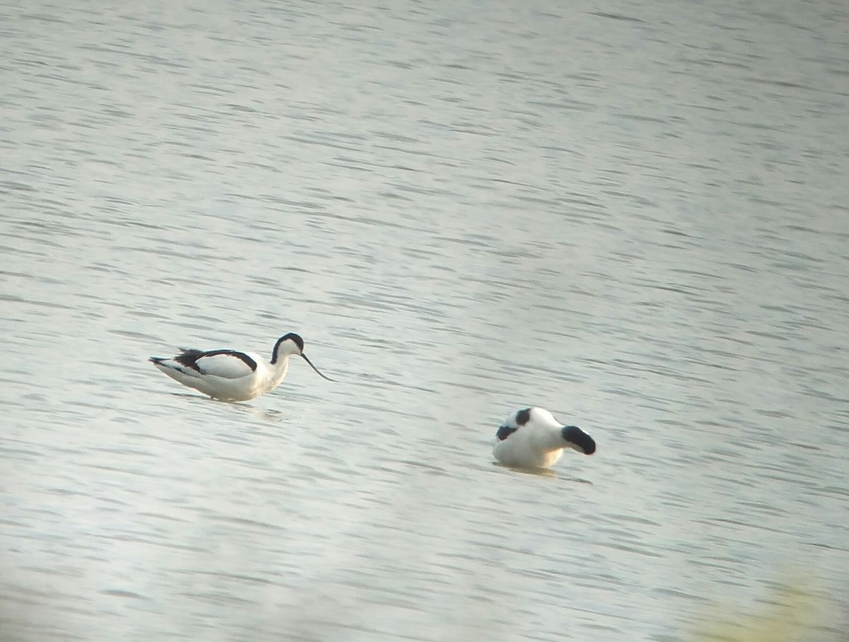 Avocette élégante - ML155547721