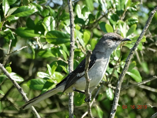 Northern Mockingbird - ML155548351