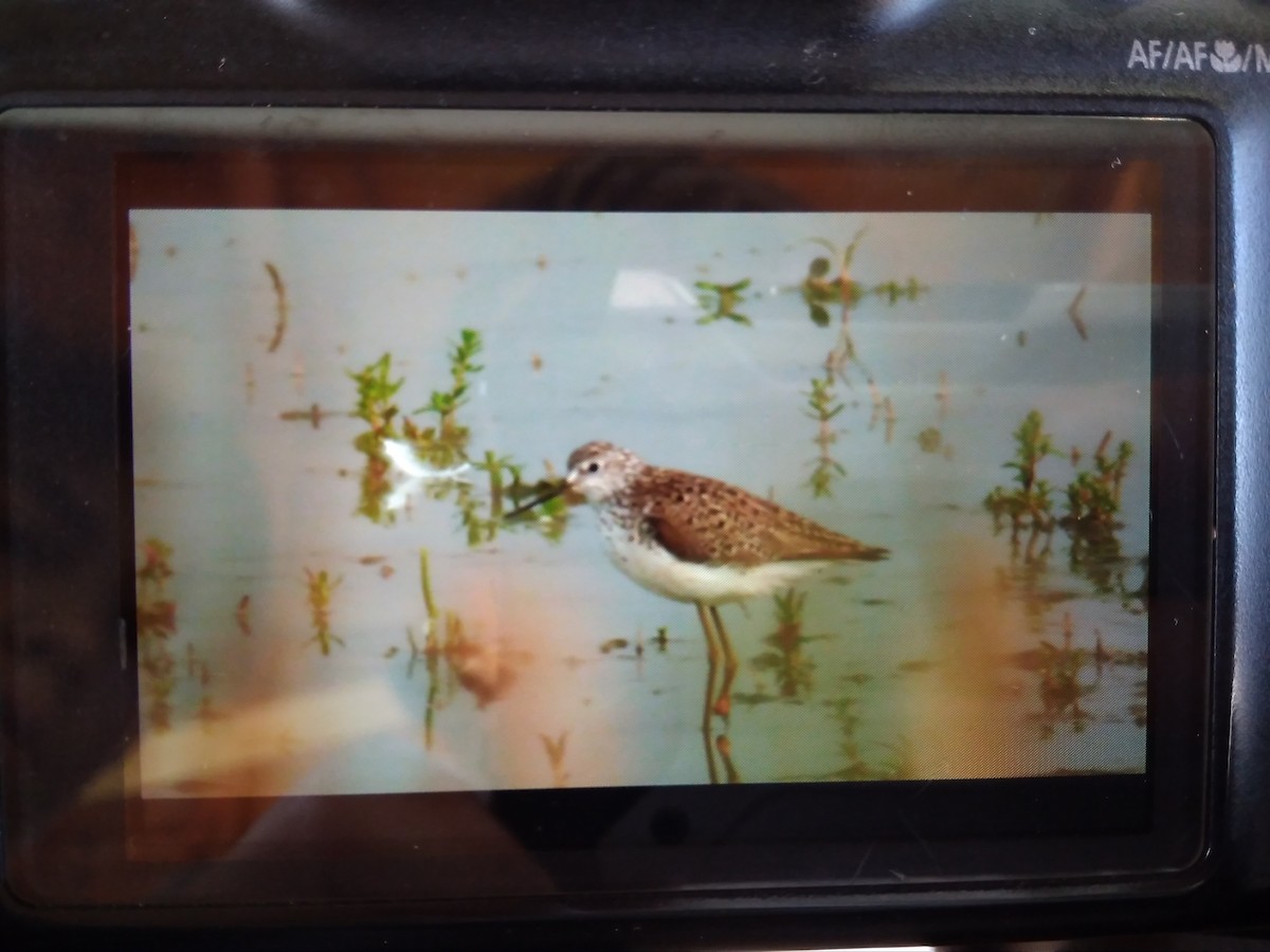 Marsh Sandpiper - ML155548581